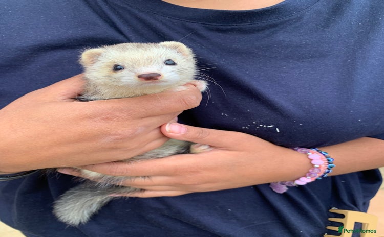 Ferret rodents - Advert 10
