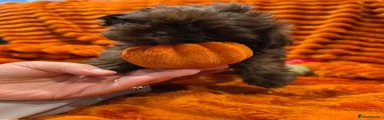Dora 