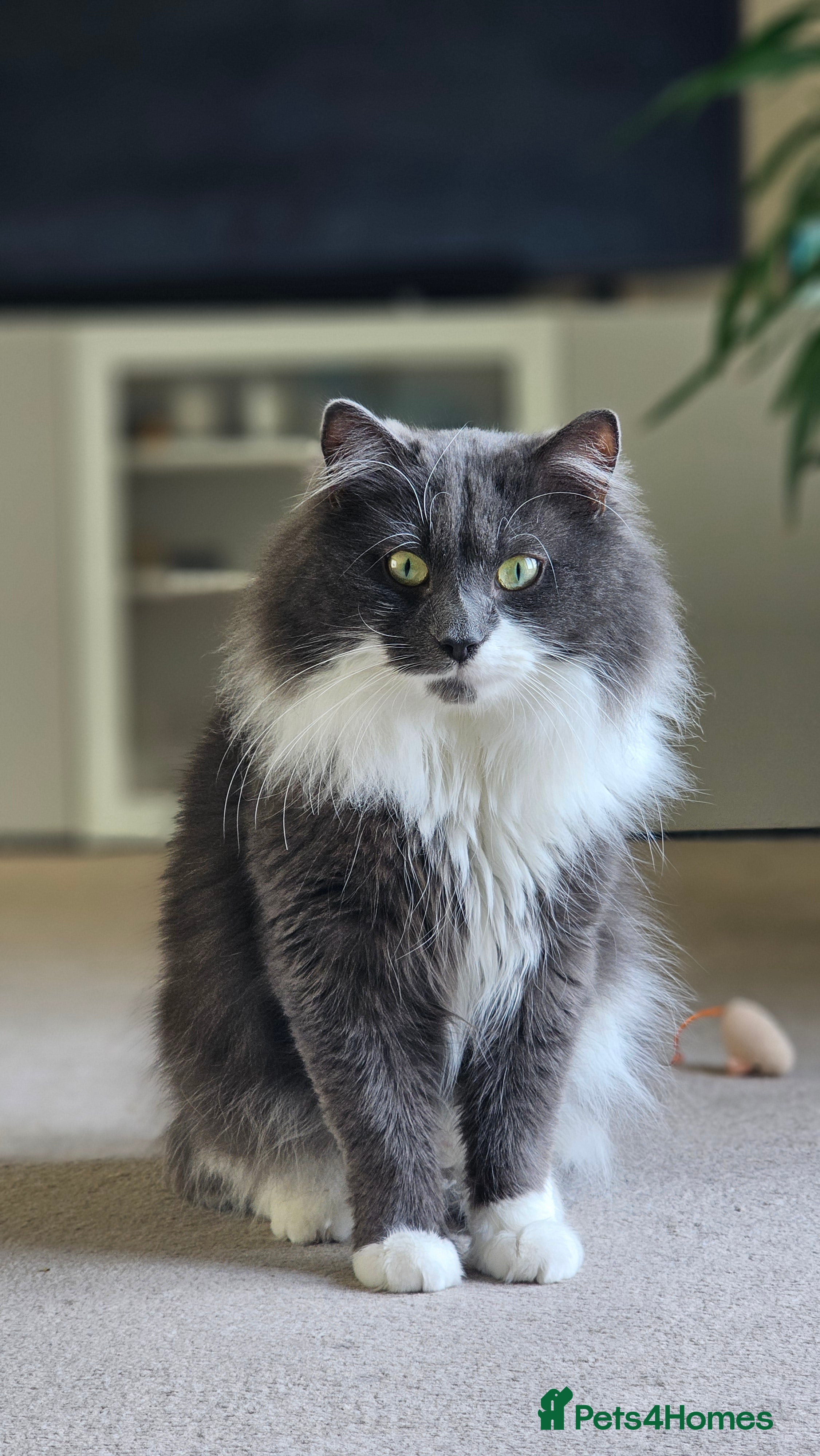 Norwegian Forest Cat cats Fluffy Romeo Seeking His Juliet – Meet Felix! in Bristol - Advert 4