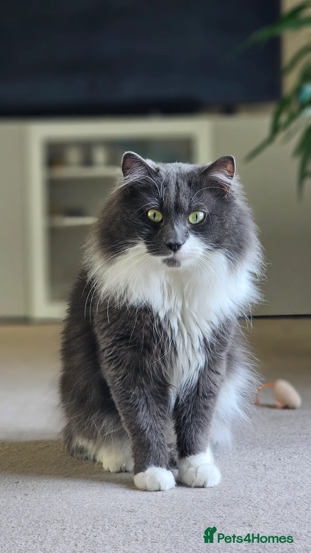 Norwegian Forest Cat cats for stud: Fluffy Romeo Seeking His Juliet – Meet Felix! in Bristol - Advert 1