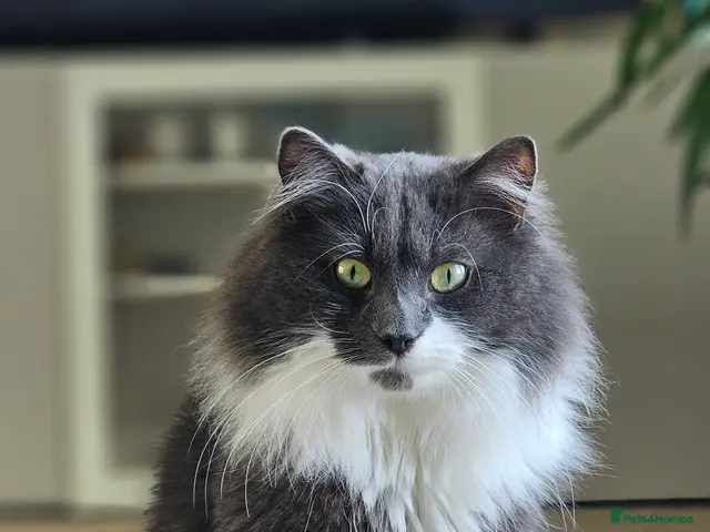 Norwegian Forest Cat cats for stud: Fluffy Romeo Seeking His Juliet – Meet Felix! - Advert 1