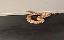 Snake reptiles for sale: Hypo false water cobras  - Image 5