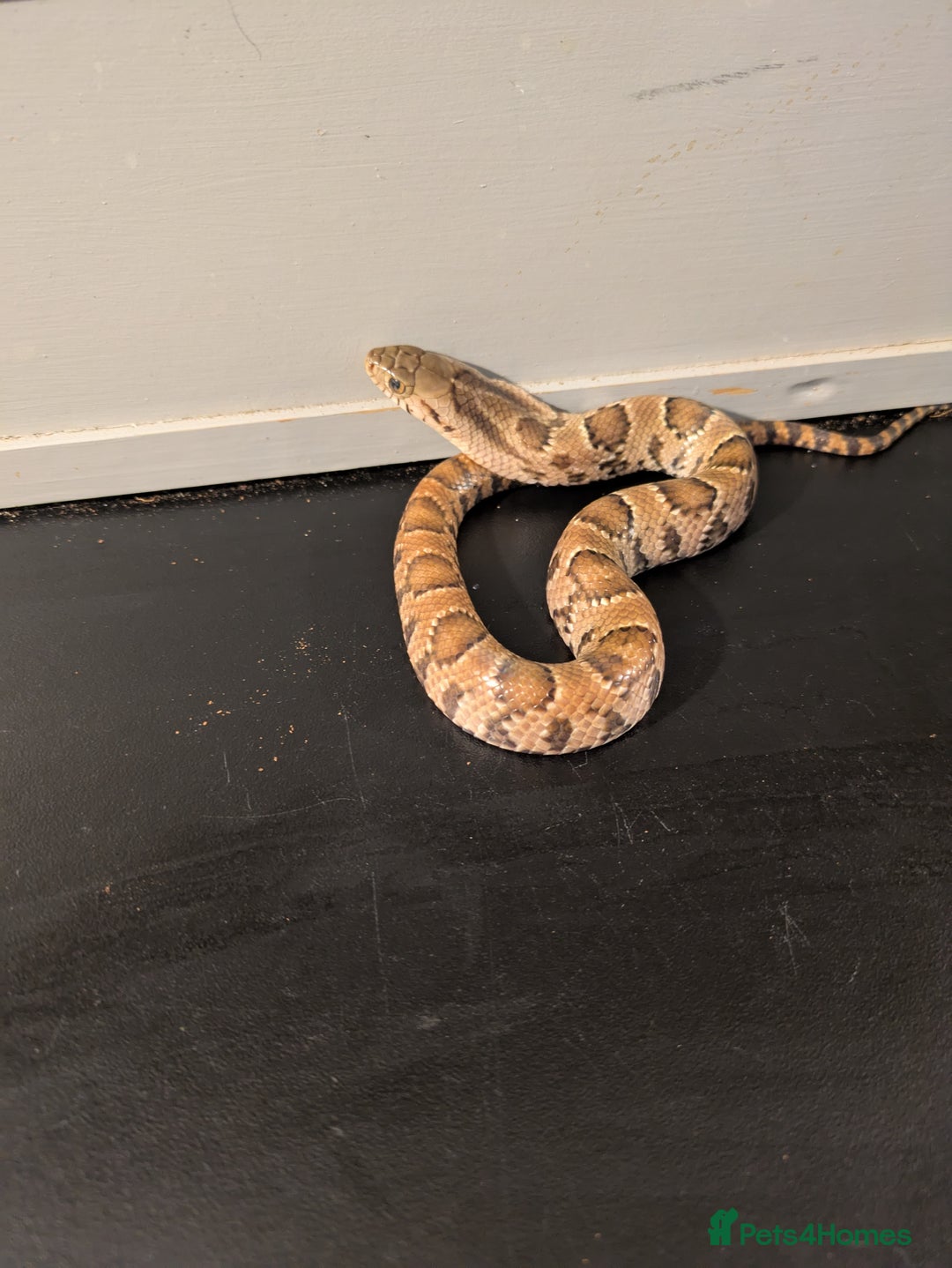 Snake reptiles for sale: Hypo false water cobras  - Image 5