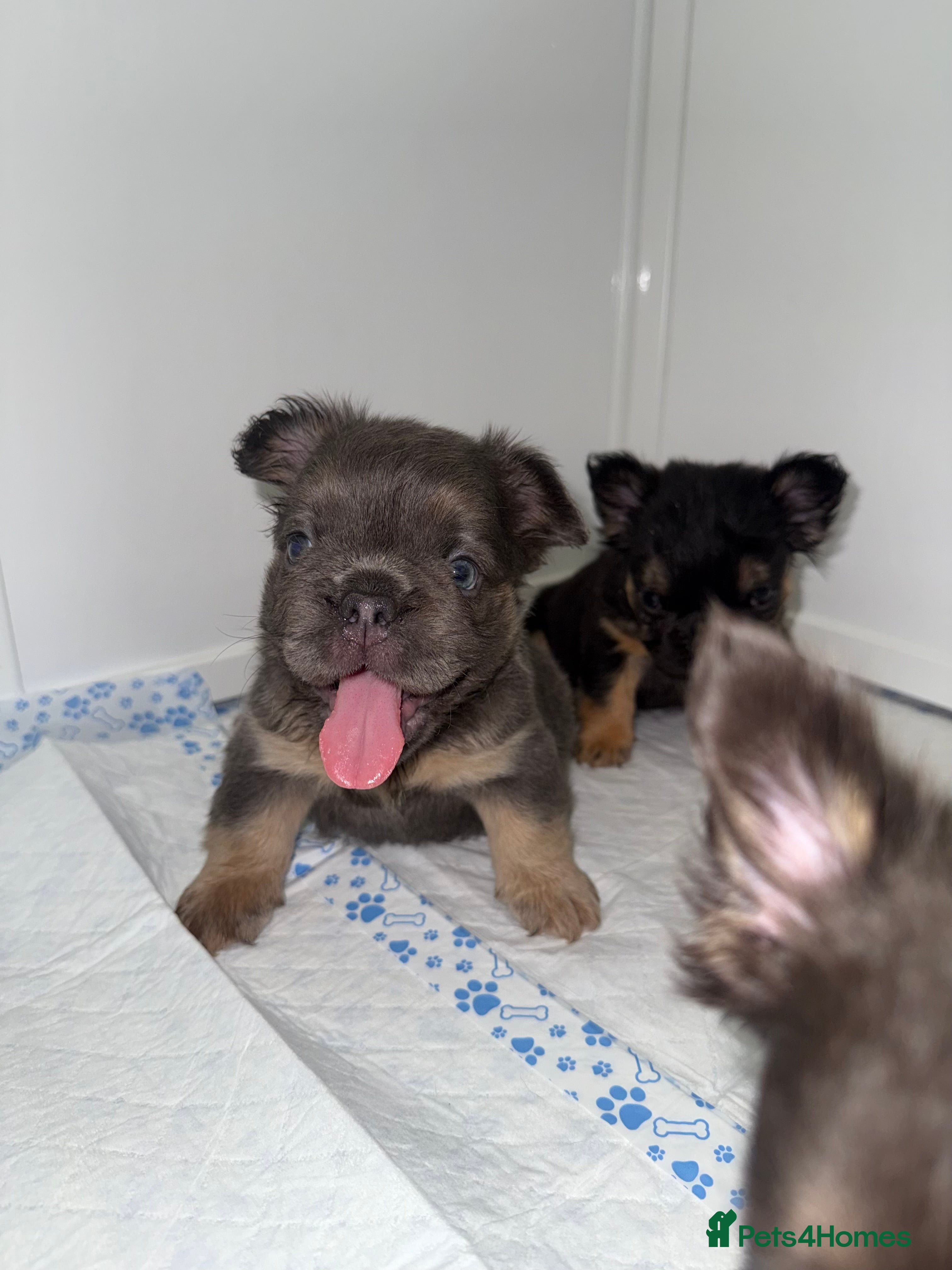French Bulldog dogs for sale: LITTLE LUXURY PUPPIES! BEAUTIFUL FLUFFY FRENCHIES  - Advert 2