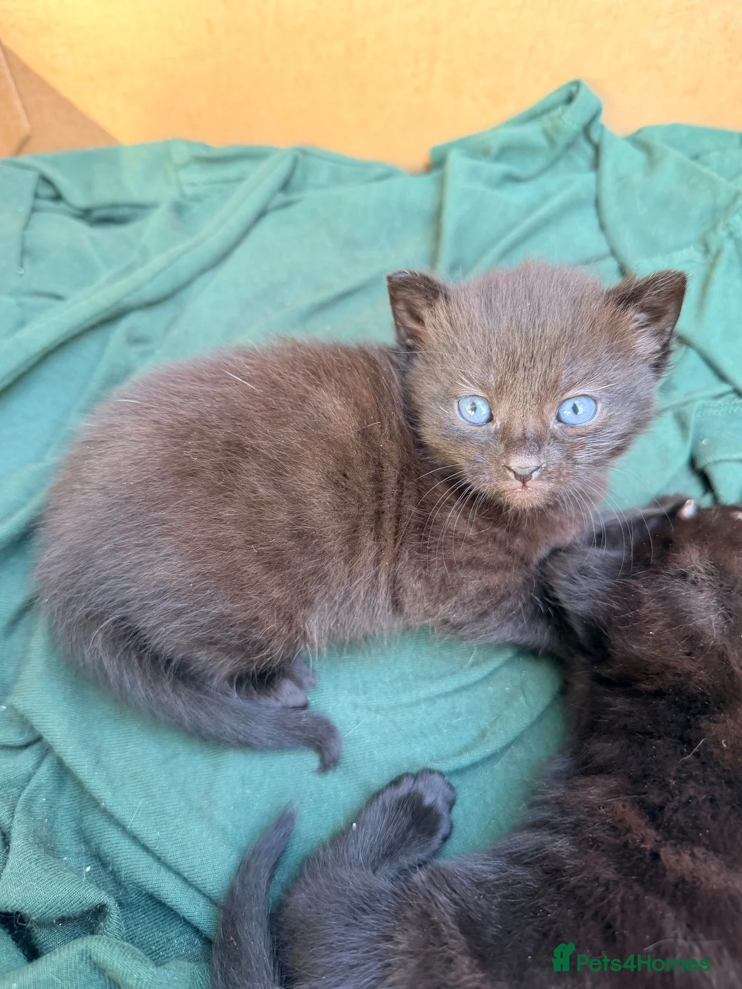 Mixed Breed cats for sale: Black tabby kittens  - Advert 27