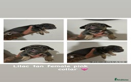 French Bulldog dogs for sale: Outstanding Frenchie’s!! Ready to go in 1 week - Image 13