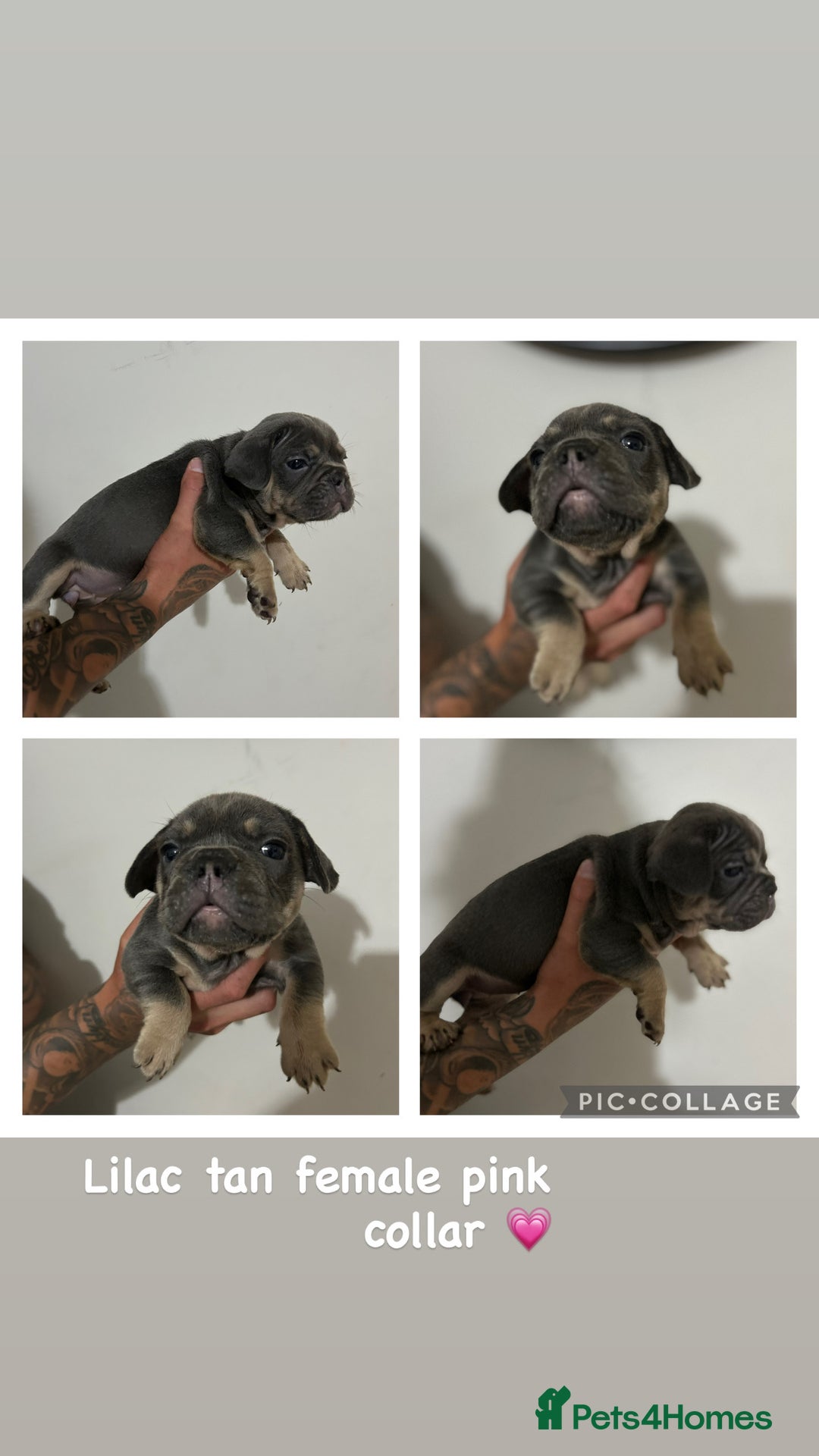 French Bulldog dogs for sale: Outstanding Frenchie’s!! Ready to go in 1 week - Image 13