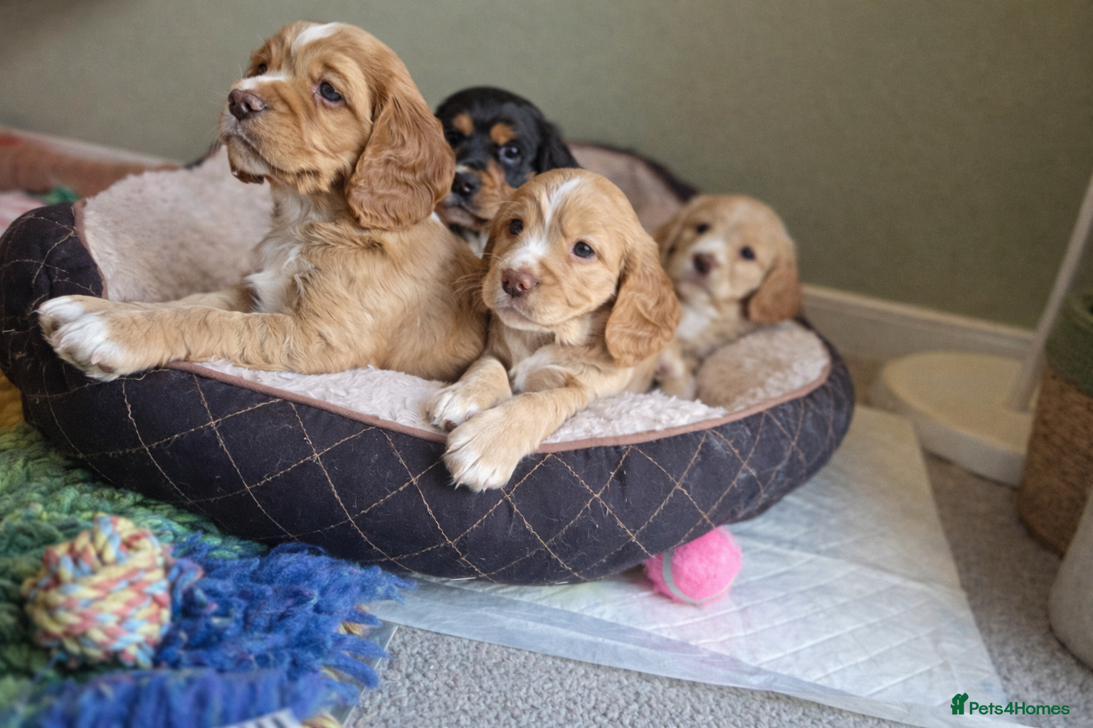 Cocker Spaniel dogs Cocker spaniel puppies  - Advert 1