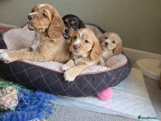 Cocker Spaniel dogs Cocker spaniel puppies - Advert 3