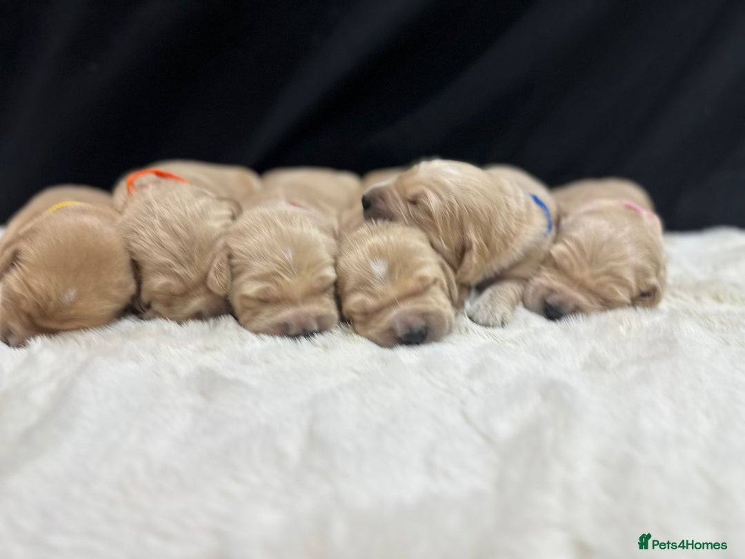 Golden Retriever dogs for sale: KC/FCI Well-Bred, Health CERTIFICATED,DAD CHAMPION - Image 4