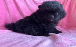 Pomeranian dogs for sale: 🧸🌈 Genuine Teddy Bear Poms Rainbow litter 🌈🧸 - Image 5