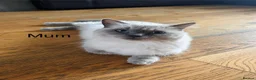 Ragdoll cats for sale: Ragdoll kittens - Advert 24