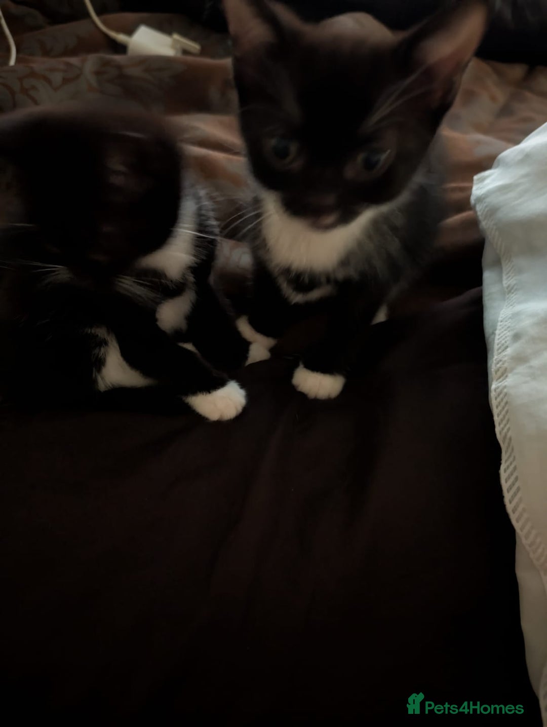 British Shorthair cats for sale: 2 male kittens ready for their new home - Advert 2