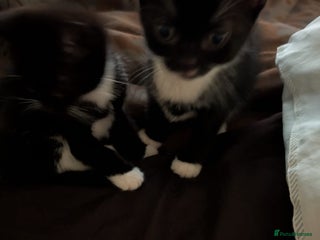 British Shorthair cats 2 male kittens ready for their new home - Advert 1