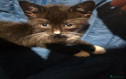 British Shorthair cats for sale: Stunning girls  - Advert 4