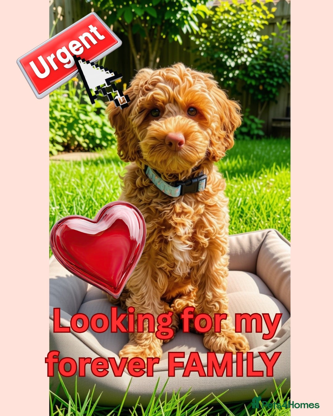 Australian Labradoodle dogs ♥️♥️price drop/Lovely girl/Australian labradoodle - Advert 2