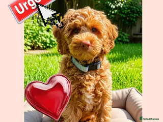 Australian Labradoodle dogs ♥️♥️price drop/Lovely girl/Australian labradoodle - Advert 2