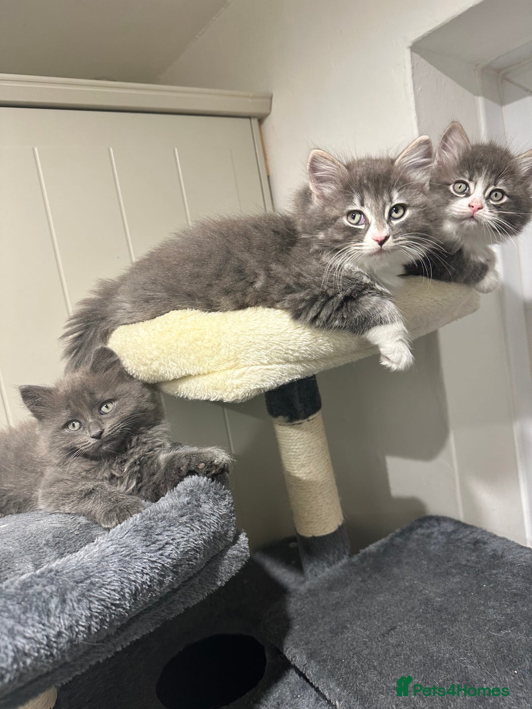 Norwegian Forest Cat cats for sale: 7 Exceptionally beautiful Norwegian Forest kittens - Advert 9