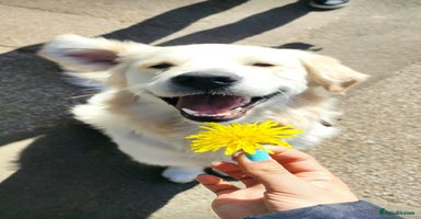 Golden Retriever dogs - Advert 5
