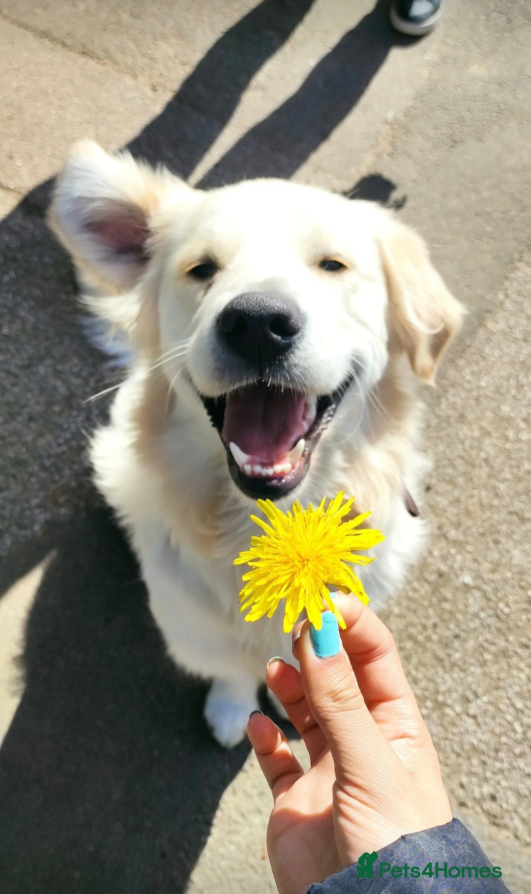 Golden Retriever dogs for stud: Gorgeous golden retriever  - Image 2
