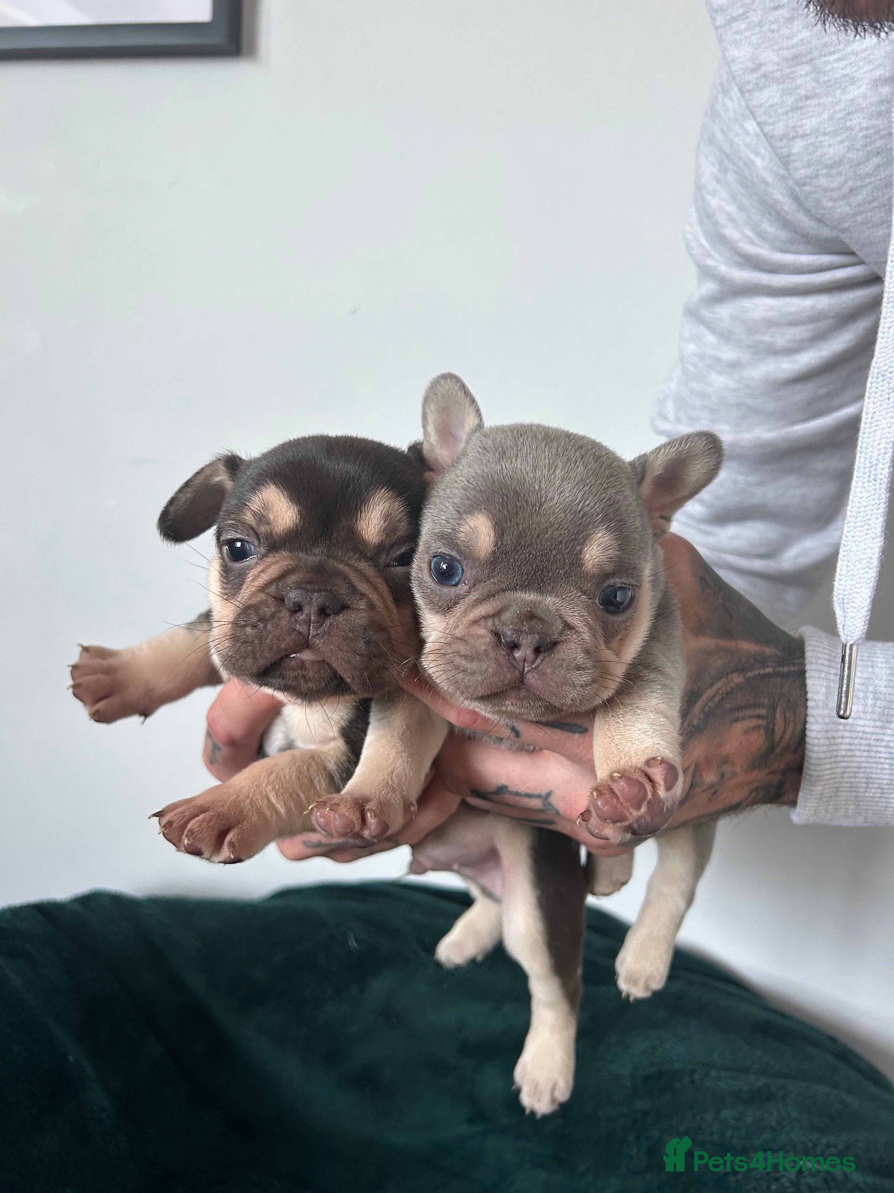 French Bulldog dogs KC REGISTERED FRENCH BULLDOG PUPPIES – BOYS 🐾 - Advert 1