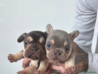 French Bulldog dogs KC REGISTERED FRENCH BULLDOG PUPPIES – BOYS 🐾 - Advert 3