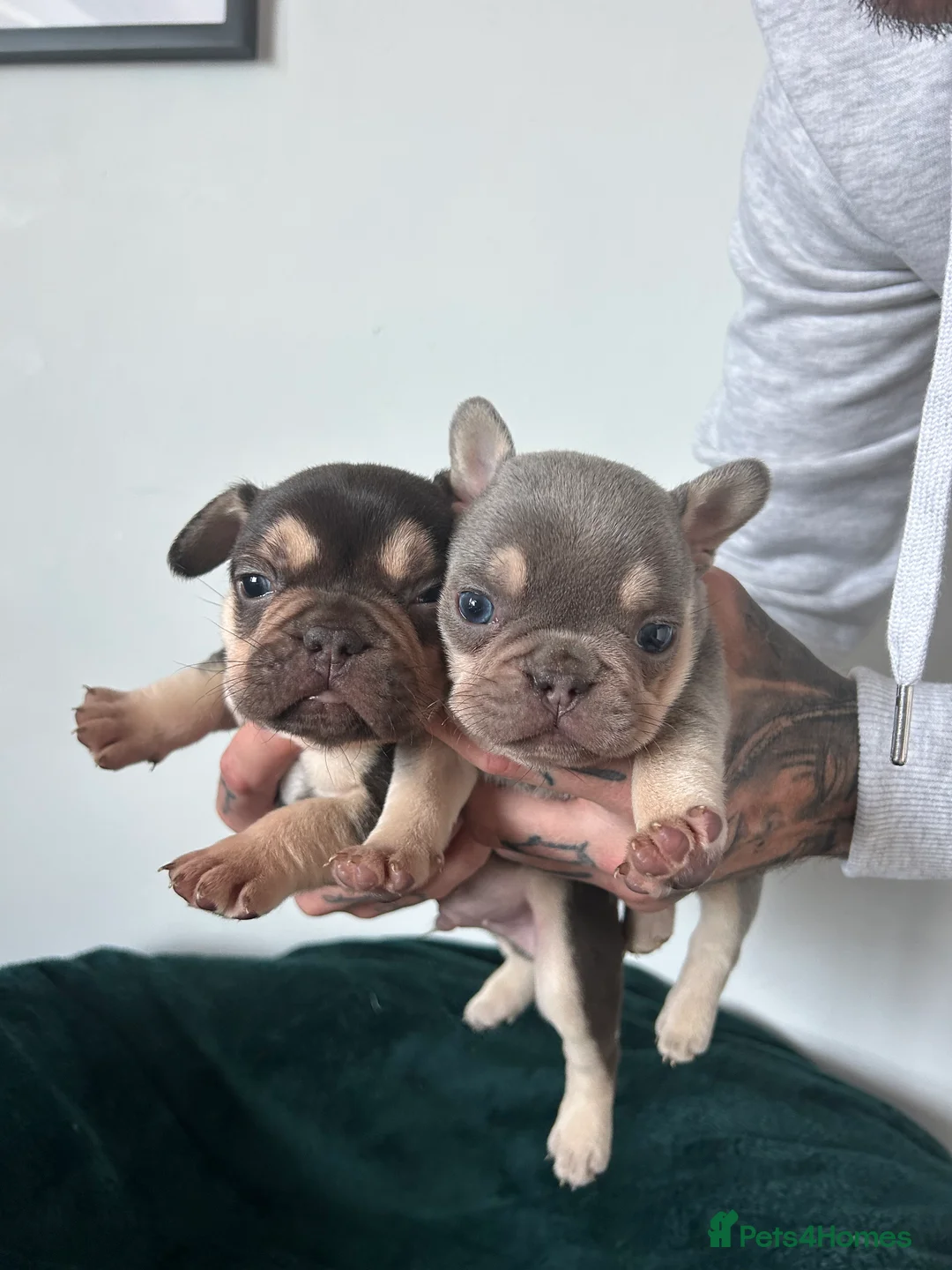 French Bulldog dogs for sale: KC REGISTERED FRENCH BULLDOG PUPPIES – BOYS 🐾 - Advert 1