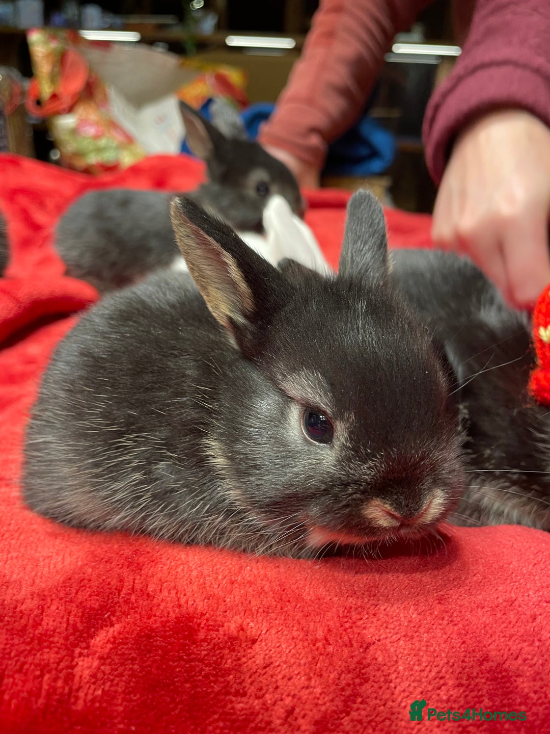 Mixed Breed rabbits for sale: Mini Lop Cross Baby Rabbits - Advert 4