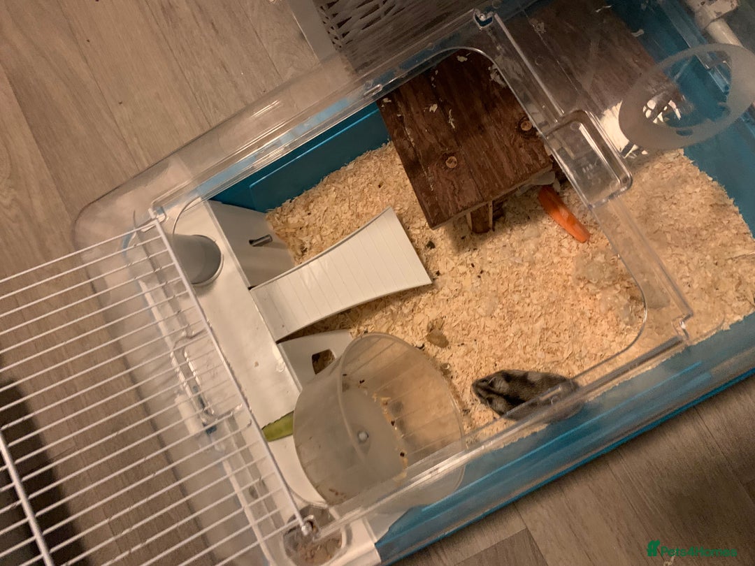 Hamster rodents for sale: Russian Dwarf Hamster with Cage & Accessories - Advert 3