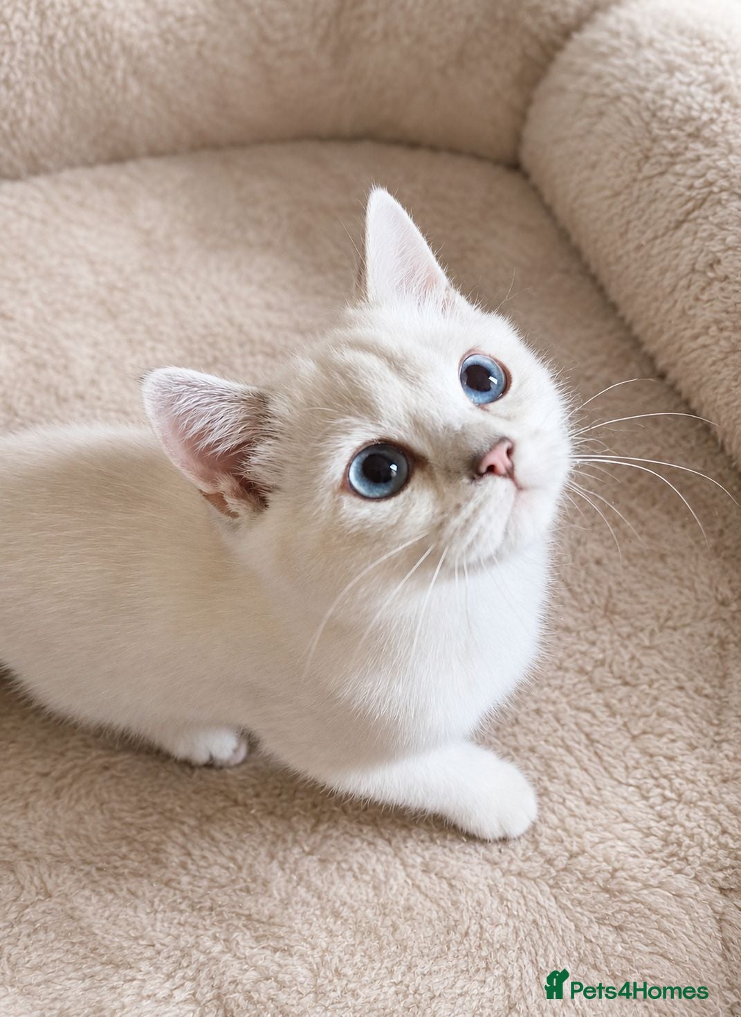 British Shorthair cats 💖READY TO GO!💖GOLDEN &SILVER POINT BSH KITTENS💖 - Advert 2