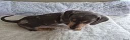 Miniature Dachshund dogs for sale: Miniature Dachshund puppies - Advert 12