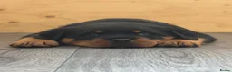 Rottweiler dogs for sale: Champion German Rottweiler Puppies - Advert 4