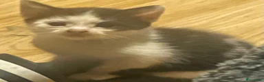 Mixed Breed 2