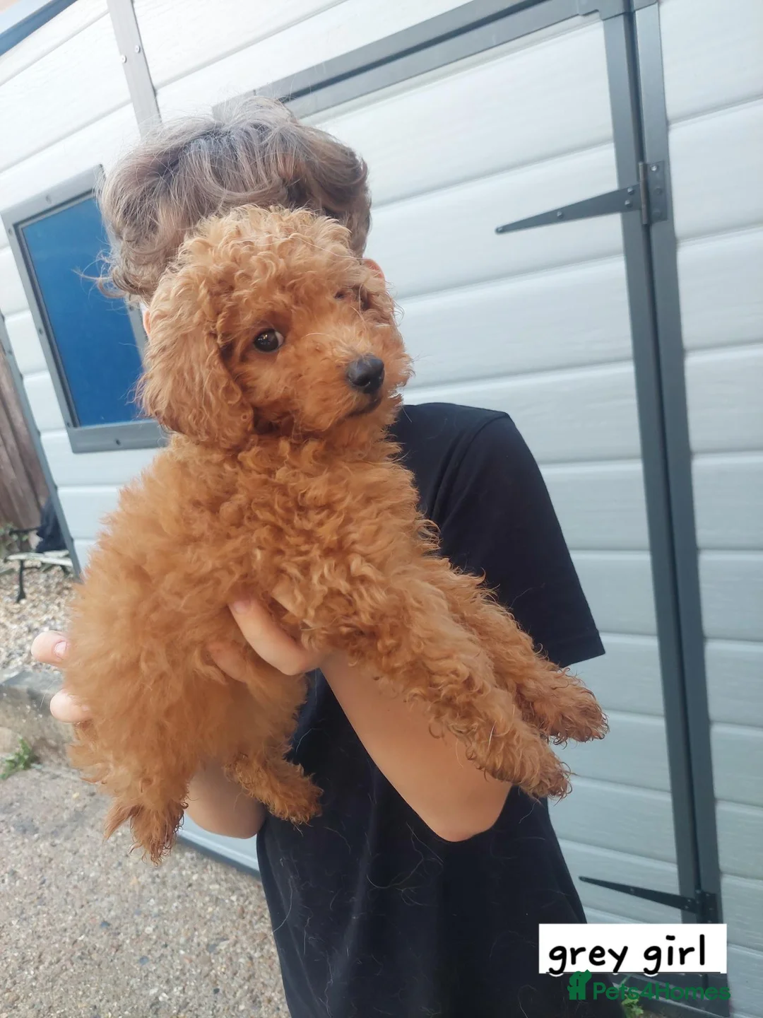Toy Poodle dogs for sale: Beautiful toy poodle pups  - Advert 1