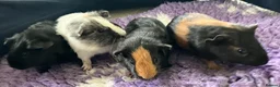 Guinea Pig rodents for sale: Baby Boy Guinea Pigs in Bristol - Advert 1