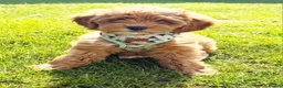 Labradoodle dogs for sale:  Australian labradoodles miniature  - Advert 19