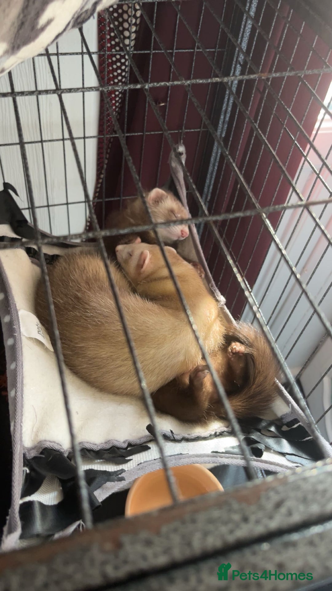 Ferret rodents for sale: Ferret  - Advert 1