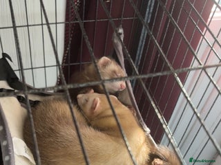 Ferret rodents Ferret - Advert 2