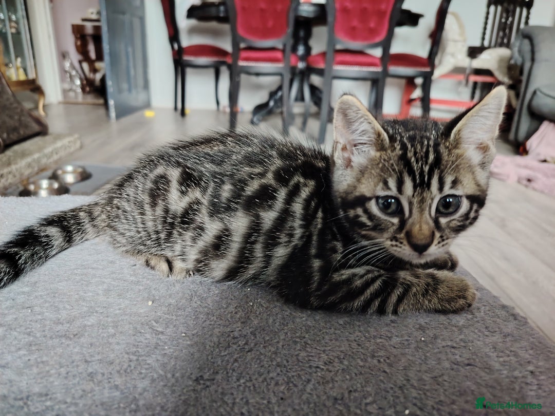 Bengal cats for sale: Bengal x Ragdoll kittens  - Image 9