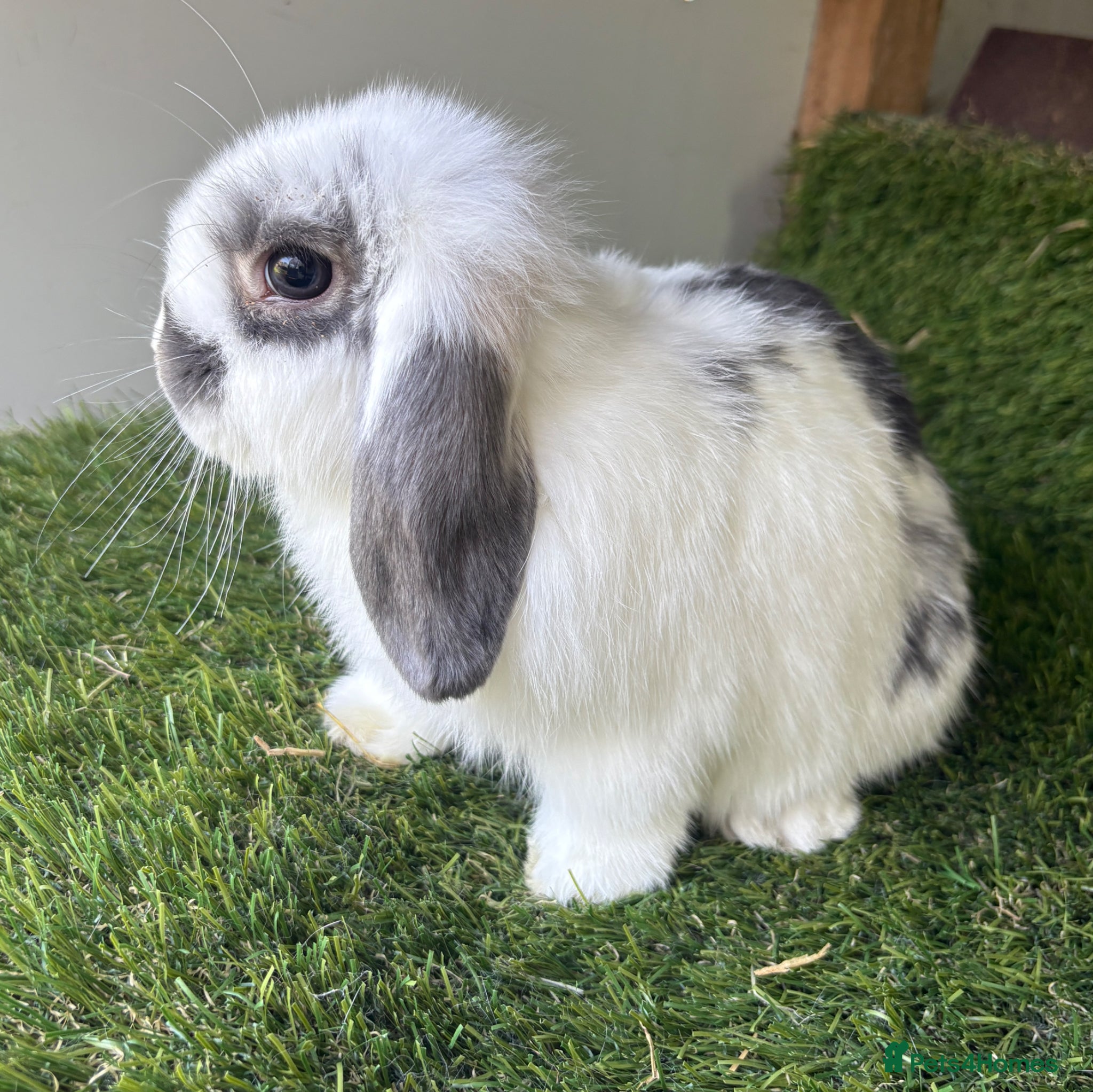 Mini Lop rabbits Stunning mini lop babies - Advert 1