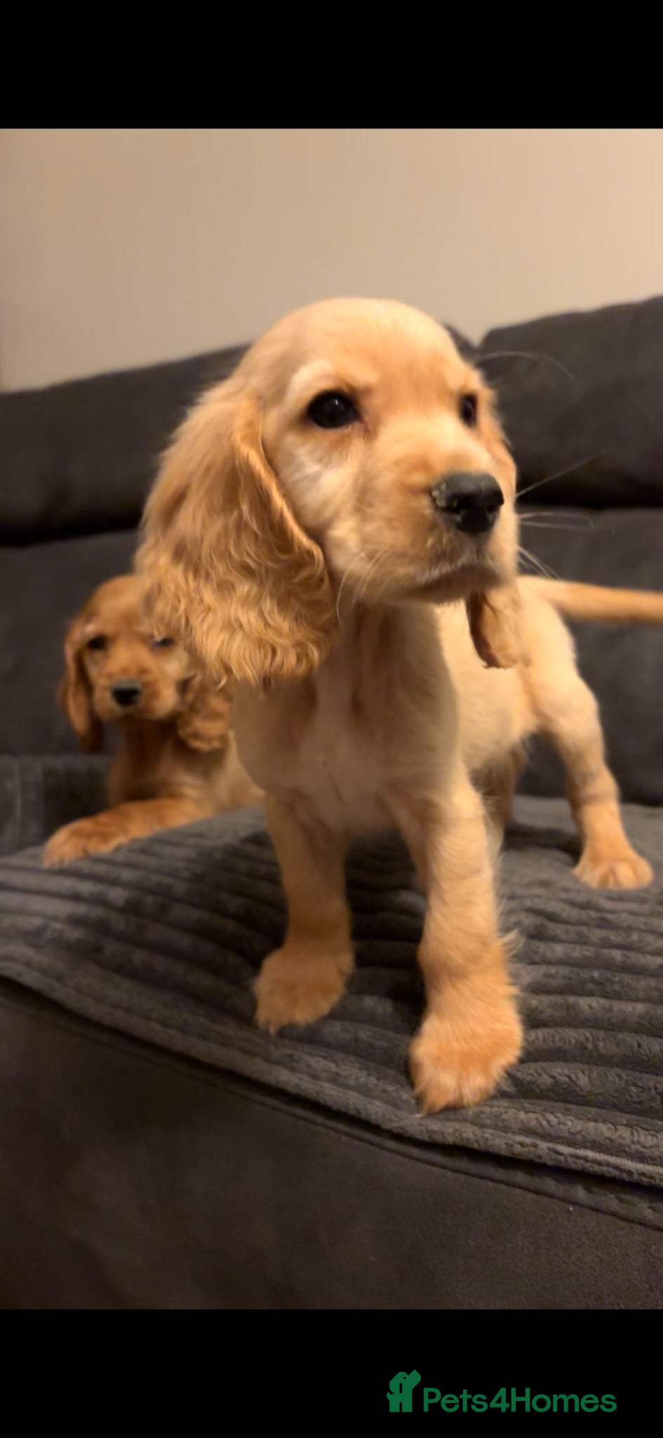 Cocker Spaniel dogs Red cocker spaniel puppies  - Advert 1