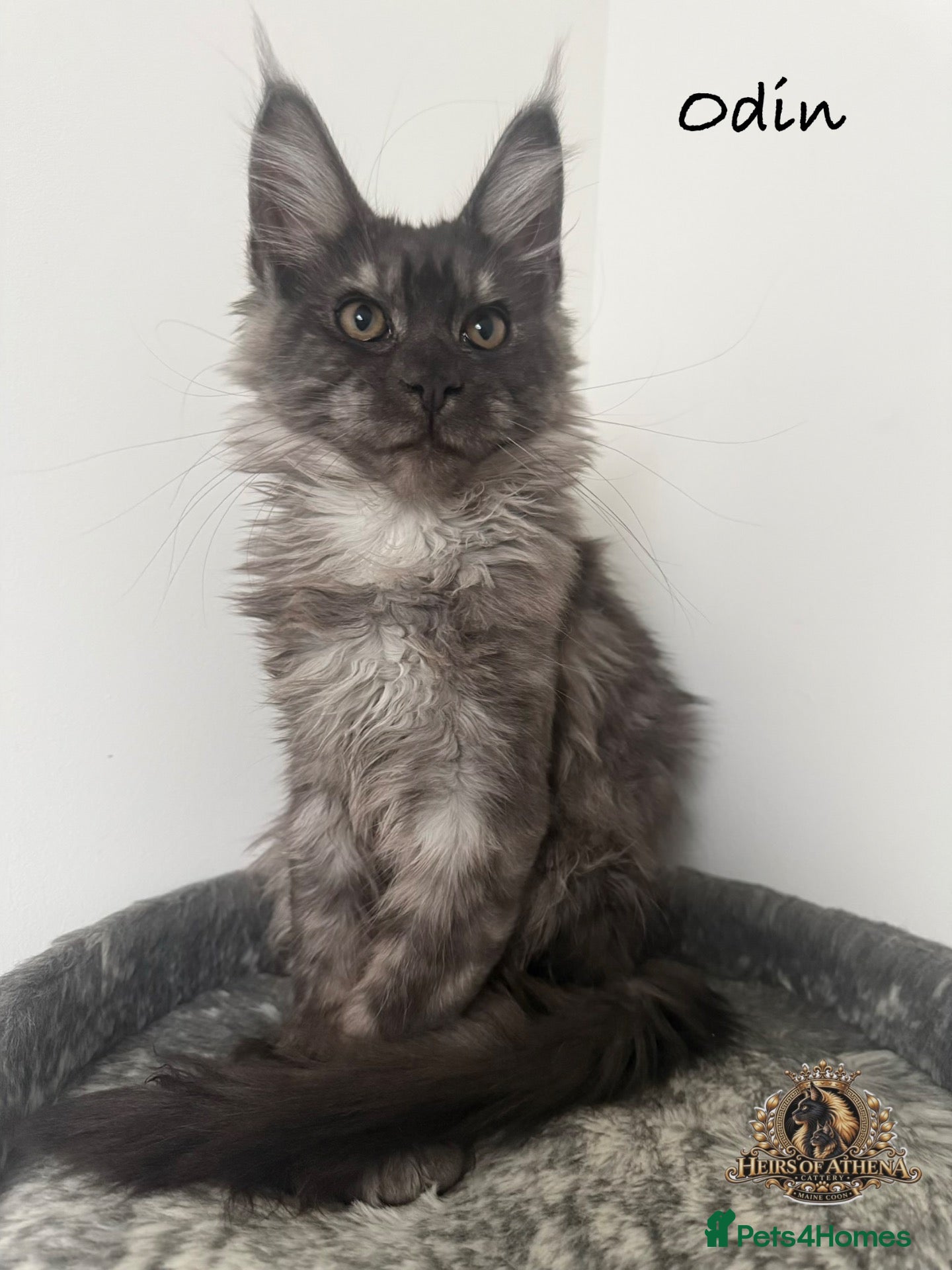 Maine Coon cats 🐾 Maine Coon Kittens TICA Registered 🐾 - Advert 2
