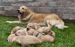 Golden Retriever dogs for sale: OUTSTANDING PEDIGREE GOLDEN RETRIVER PUPPIES KC - Image 18