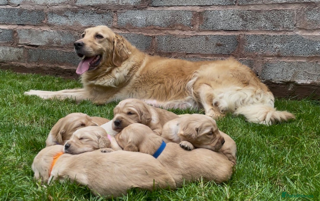 Golden Retriever dogs for sale: OUTSTANDING PEDIGREE GOLDEN RETRIVER PUPPIES KC - Image 18