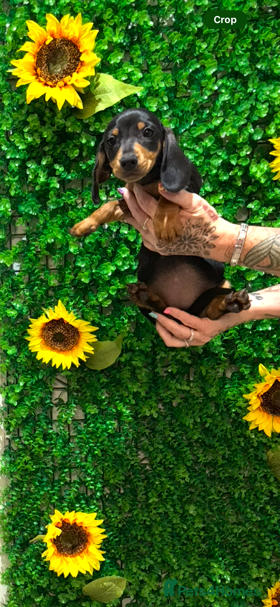 Miniature Dachshund dogs for sale: Smooth hair miniature dachshunds  - Image 6