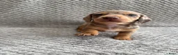Miniature Dachshund dogs for sale: ⭐️💕miniature dachshund pups⭐️💕 - Advert 27