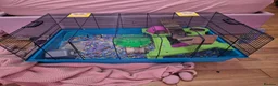 Hamster rodents for sale: Young hampster with cage, food and accessories  in Golspie - Advert 4
