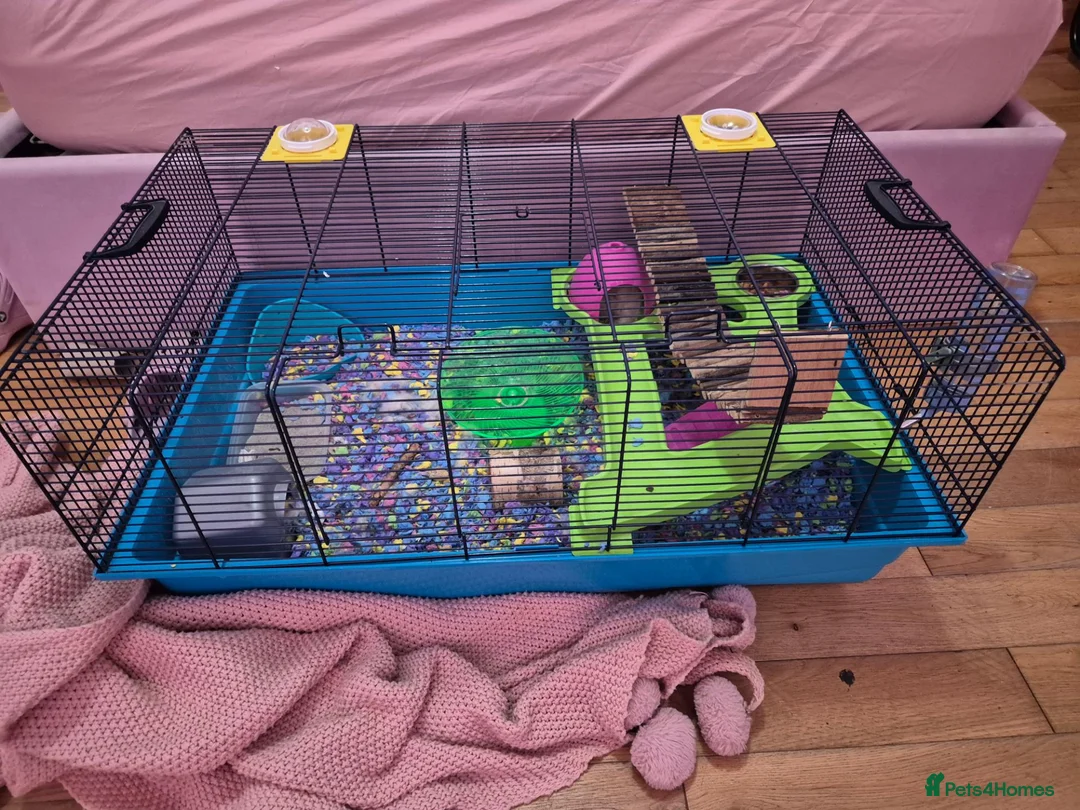 Hamster rodents for sale: Young hampster with cage, food and accessories  in Golspie - Advert 4