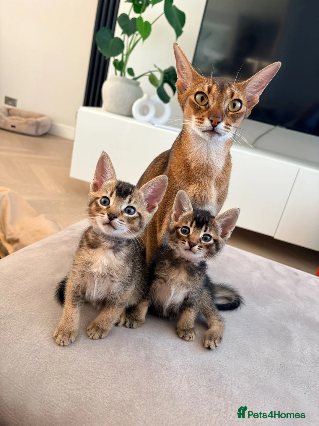 Mixed Breed cats for sale: Beautiful Home Raised Abyssinian Mix Kittens - Advert 1