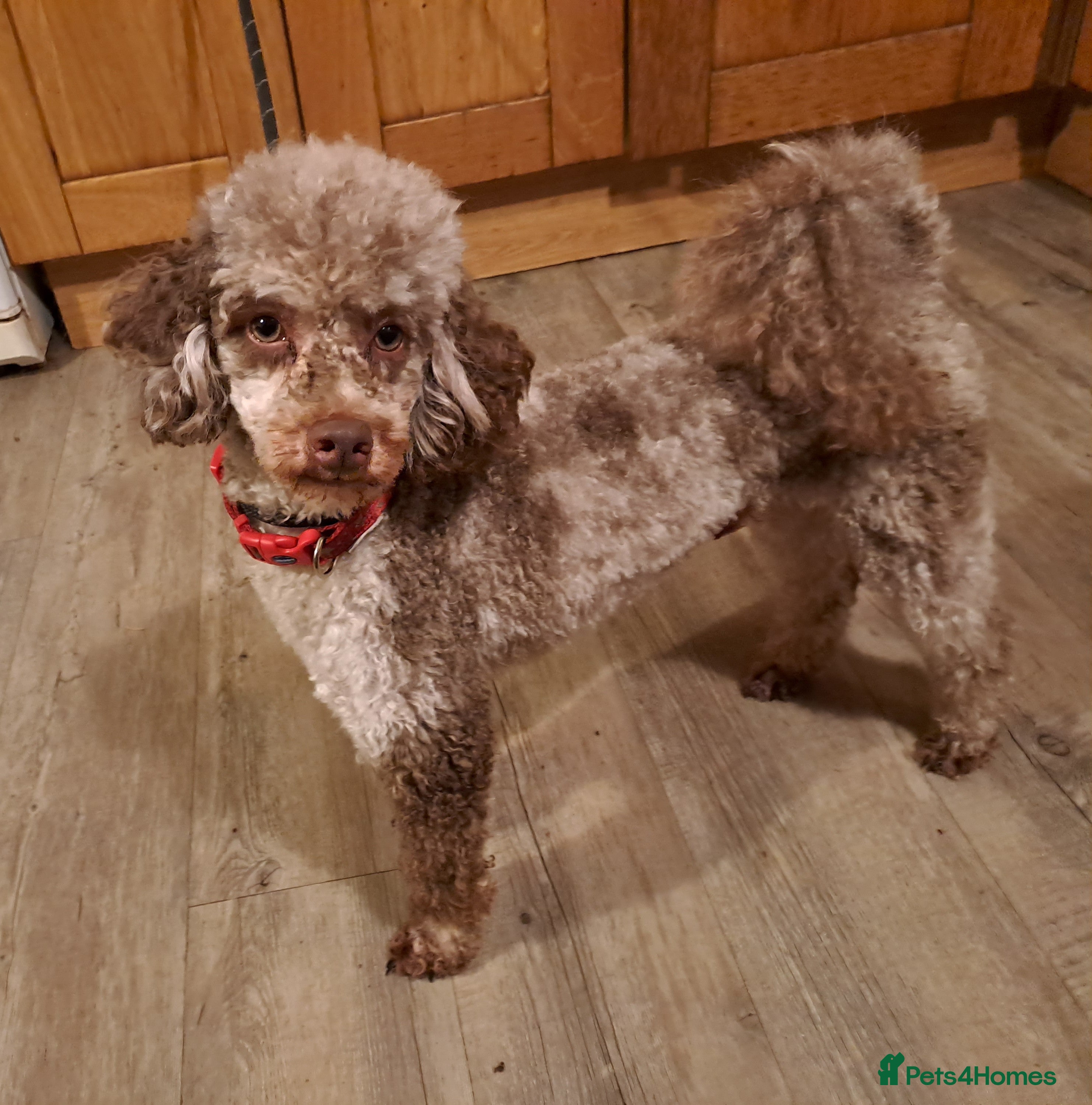 Miniature Poodle dogs Proven Chocolate Merle Poodle available for stud - Advert 15